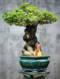 Mature bougainvillea bonsai tree