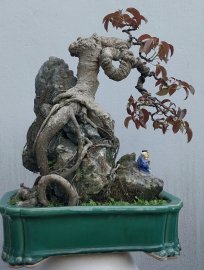 Cây sộp đọt đỏ ôm đá rất già, nằm chậu lâu năm