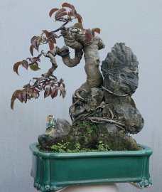 Cây sộp đọt đỏ ôm đá rất già, nằm chậu lâu năm