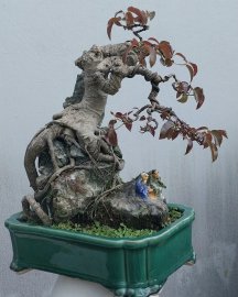 Cây sộp đọt đỏ ôm đá rất già, nằm chậu lâu năm