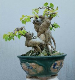Bồ đề mini già