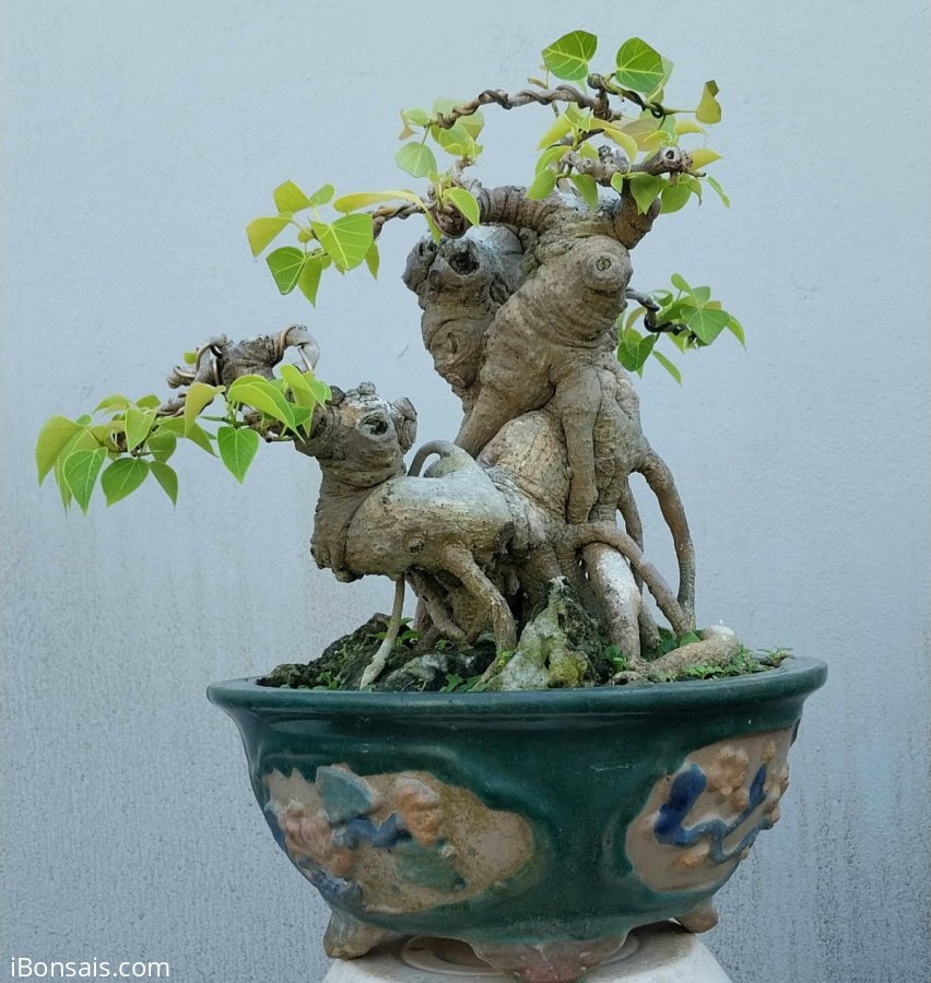 Bồ đề mini già