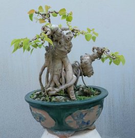 Bồ đề mini già