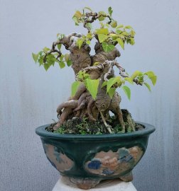 Bồ đề mini già