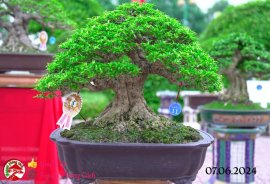 Những tác phẩm dự thi , trưng bày tại chợ lách mở rộng lần 1 (P3)