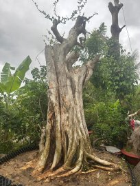 Streblus asper Lour tree