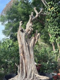 Streblus asper Lour tree