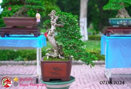 Những tác phẩm dự thi , trưng bày tại chợ lách mở rộng lần 1 (P4)