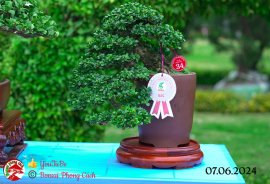 Những tác phẩm dự thi , trưng bày tại chợ lách mở rộng lần 1 (P4)