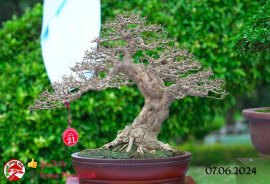 Những tác phẩm dự thi , trưng bày tại chợ lách mở rộng lần 1 (P4)