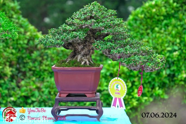 Những tác phẩm dự thi , trưng bày tại chợ lách mở rộng lần 1 (P4)