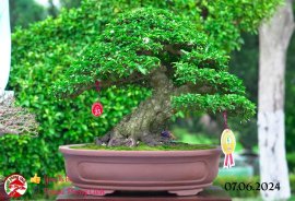 Những tác phẩm dự thi , trưng bày tại chợ lách mở rộng lần 1 (P4)
