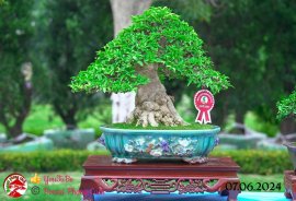 Những tác phẩm dự thi , trưng bày tại chợ lách mở rộng lần 1 (P4)