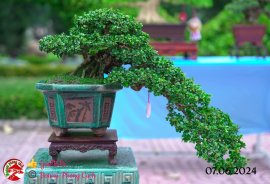 Những tác phẩm dự thi , trưng bày tại chợ lách mở rộng lần 1 (P4)