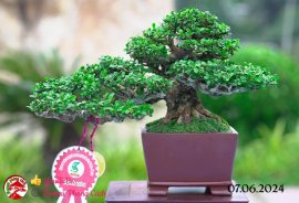 Những tác phẩm dự thi , trưng bày tại chợ lách mở rộng lần 1 (P5)
