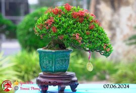 Những tác phẩm dự thi , trưng bày tại chợ lách mở rộng lần 1 (P5)