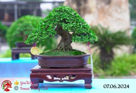 Những tác phẩm dự thi , trưng bày tại chợ lách mở rộng lần 1 (P5)