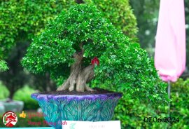 Những tác phẩm dự thi , trưng bày tại chợ lách mở rộng lần 1 (P5)