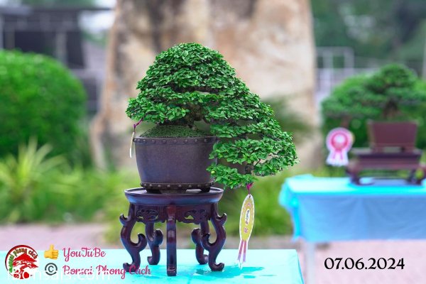 Những tác phẩm dự thi , trưng bày tại chợ lách mở rộng lần 1 (P5)