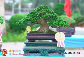 Những tác phẩm dự thi , trưng bày tại chợ lách mở rộng lần 1 (P5)
