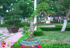 Những tác phẩm dự thi , trưng bày tại chợ lách mở rộng lần 1 (P5)