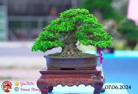 Những tác phẩm dự thi , trưng bày tại chợ lách mở rộng lần 1 (P5)