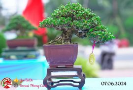 Những tác phẩm dự thi , trưng bày tại chợ lách mở rộng lần 1 (P5)