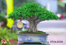 Những tác phẩm dự thi , trưng bày tại chợ lách mở rộng lần 1 (P5)
