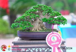 Những tác phẩm dự thi , trưng bày tại chợ lách mở rộng lần 1 (P5)