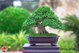 Những tác phẩm dự thi , trưng bày tại chợ lách mở rộng lần 1 (P5)