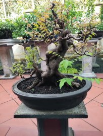 Thanh lý khế chua H43.C50.N70 giá rẻ như tặng