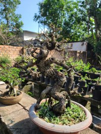 Cây me già rất duyên