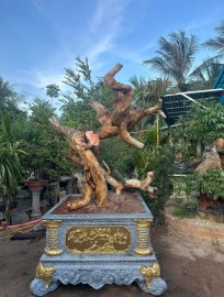 Hoàng anh mộc (cây duối)