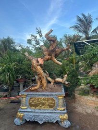 Hoàng anh mộc (cây duối)