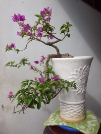 Em Tím Huế dáng đỗ đang hoa.