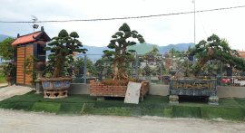 Nhóm Biển Xanh Bonsai (Kết thúc)