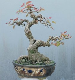 Cây sộp (cây túc) nằm chậu lâu năm