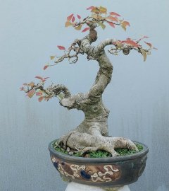 Cây sộp (cây túc) nằm chậu lâu năm