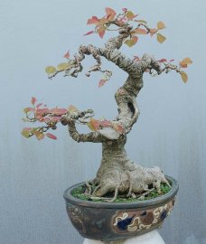 Cây sộp (cây túc) nằm chậu lâu năm