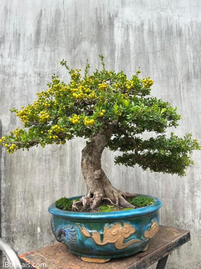 Hải châu cốt bài đế đẹp chi cành già