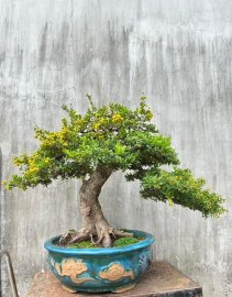 Hải châu cốt bài đế đẹp chi cành già 