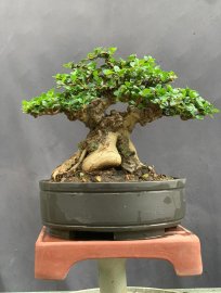 Sam núi trái già khú đế