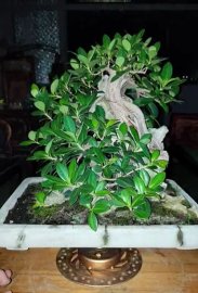 Tp si nhật hàng bonsai cực phê giá mùa bóng