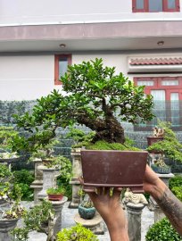 Hải châu giao lưu ngày mưa!