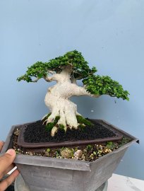 Sam hương rất duyên