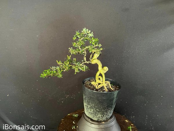 Đường thân siu quái