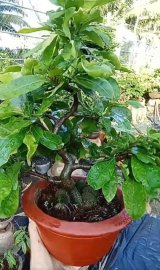 Mai vàng bonsai mini