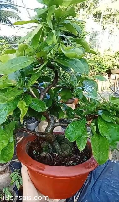 Mai vàng bonsai mini