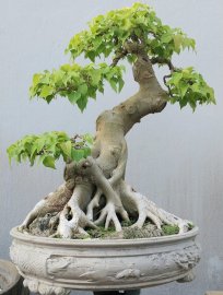 Bồ đề duyên, đế đẹp