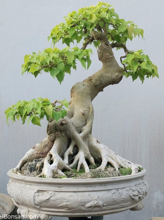 Bồ đề duyên, đế đẹp